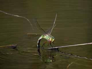 Falkenlibelle oder Gemeine Smaragdlibelle (Cordulia aenea)
