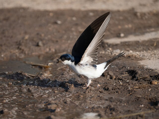 Mehlschwalbe (Delichon urbicum)