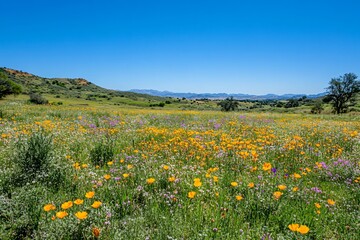 Fototapeta premium Vibrant Wildflower Meadow Under Clear Blue Sky in Scenic Landscape