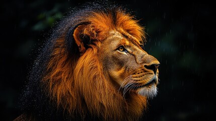 Fototapeta premium Majestic lion displaying its magnificent mane in a lush, dark forest during twilight