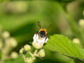 Wald-Kuckuckshummel (Bombus sylvestris)