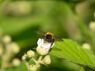 Wald-Kuckuckshummel (Bombus sylvestris)