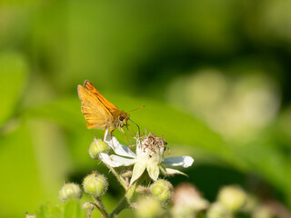 Rostfarbiger Dickkopffalter (Ochlodes sylvanus)