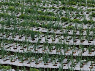 a fertile spring onion plantation at the foot of Mount Sumbing, Magelang, Indonesia