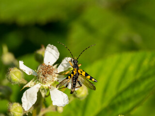 Gefleckter Schmalbock (Rutpela maculata)