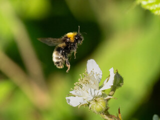 Wald-Kuckuckshummel (Bombus sylvestris)