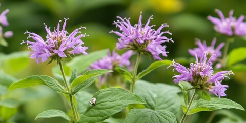 Wild bergamot, a native wildflower in the mint family Lamiaceae, is abundant across many regions. This wild bergamot showcases its vibrant beauty and ecological significance as a natural plant.
