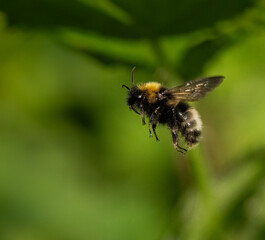 Wald-Kuckuckshummel (Bombus sylvestris)