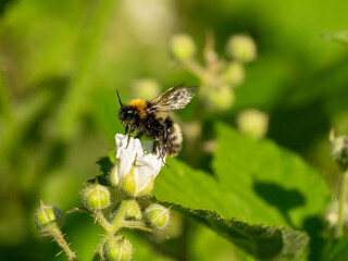 Wald-Kuckuckshummel (Bombus sylvestris)