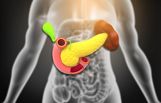 Pancreas anatomy with human body. 3d illustration