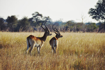 Impala on the African savanna
