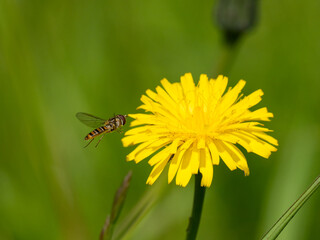 Schwebfliege