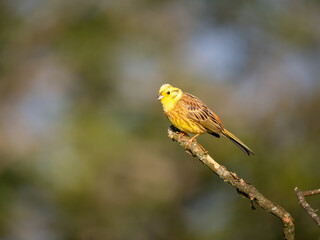 Goldammer (Emberiza citrinella)