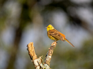 Goldammer (Emberiza citrinella)