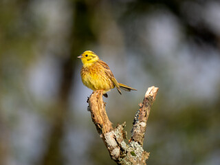 Goldammer (Emberiza citrinella)