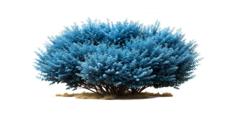 blue bush isolated.