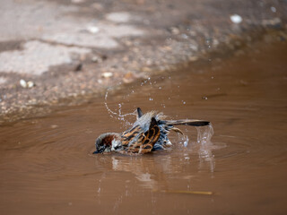 Haussperling (Passer domesticus)