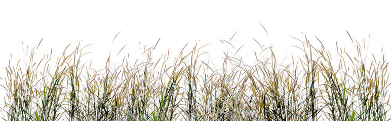 Whispers of the Wild: A delicate and intricate tapestry of tall grasses sway in the gentle breeze, their delicate hues of green and gold painting a picture of tranquility.
