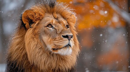 Fototapeta premium Majestic lion observing its surroundings amidst autumn foliage and softly falling snowflakes