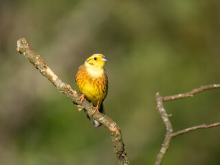 Goldammer (Emberiza citrinella)
