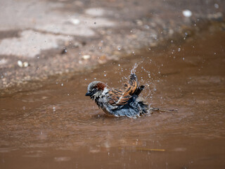 Haussperling (Passer domesticus)
