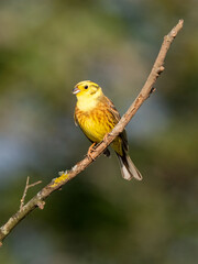 Goldammer (Emberiza citrinella)