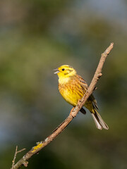 Goldammer (Emberiza citrinella)
