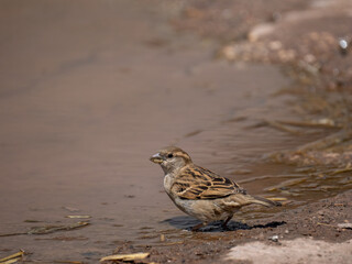 Haussperling (Passer domesticus)