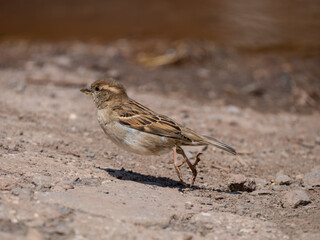 Haussperling (Passer domesticus)