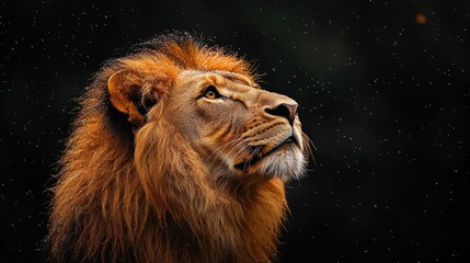 Naklejka premium Majestic lion gazing upwards against a dark background during a gentle snowfall