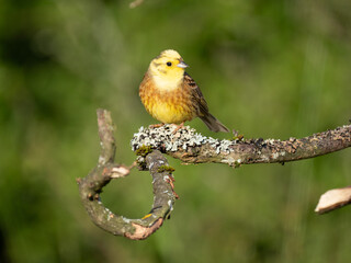 Goldammer (Emberiza citrinella)