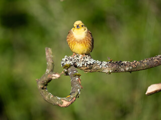 Goldammer (Emberiza citrinella)