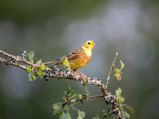 Goldammer (Emberiza citrinella)