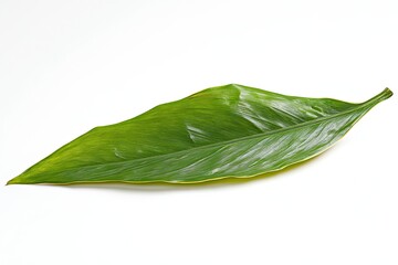 Fern leaf, alone, white background, high-definition, one by one.