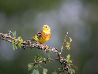 Goldammer (Emberiza citrinella)