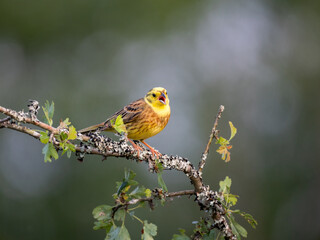 Goldammer (Emberiza citrinella)