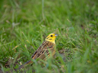 Goldammer (Emberiza citrinella)