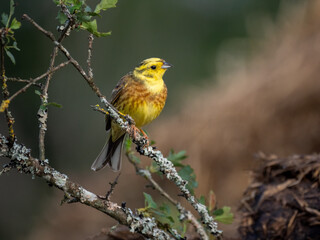 Goldammer (Emberiza citrinella)