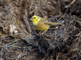 Goldammer (Emberiza citrinella)