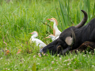 Fototapeta premium Kuhreiher (Bubulcus ibis) und Wasserbüffel