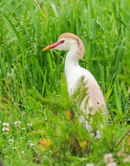 Obraz premium Kuhreiher (Bubulcus ibis) und Wasserbüffel