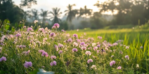 Obraz premium Wild flowers from the Kangkung fence, also known as krangungan, belong to the Ipomoea genus and thrive along riverbanks and rice fields, showcasing their natural beauty in diverse habitats.