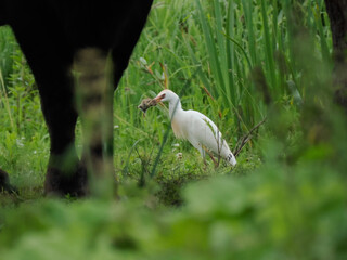Kuhreiher (Bubulcus ibis) und Wasserbüffel