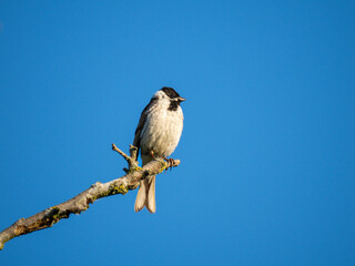 Rohrammer (Emberiza schoeniclus)
