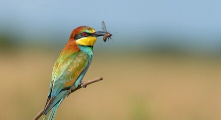 Obraz premium Colorful european bee-eater perched on branch with dragonfly prey in natural habitat