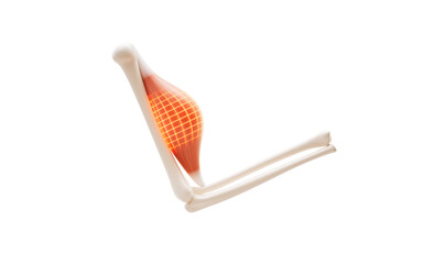 Muscle structure, medical concept visualization, 3d rendering.