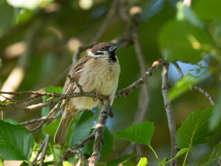 Obraz premium Feldsperling&nbsp;oder&nbsp;Feldspatz&nbsp;(Passer montanus)