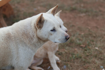 Obraz premium white mother dog