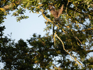 Steinkauz (Athene noctua)