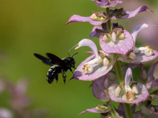 Blaue Holzbiene (Xylocopa violacea)